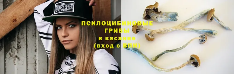 хочу наркоту  Кимовск  Галлюциногенные грибы Psilocybe 